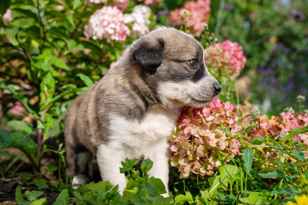 写真 緑の草の屋外の家のペットに花の中の小さな犬のかわいい小さなジャーマン シェパードの子犬の肖像画