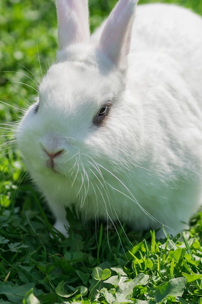 사진 잔디에 앉아 작은 흰 토끼의 초상화