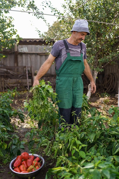 写真 裏庭の庭から野菜を選ぶ成熟した男の肖像自慢の白人男性農家が野菜を収穫する