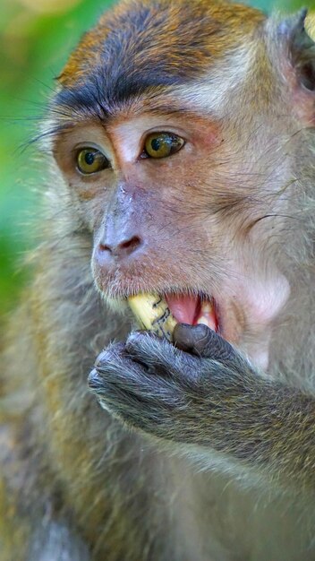 Фото Портрет обезьяны