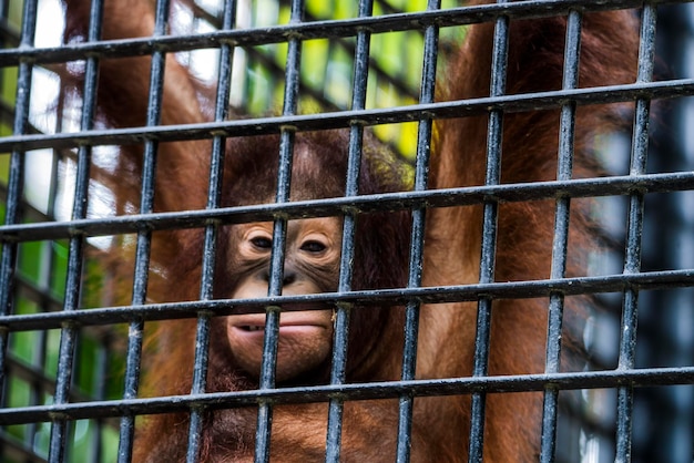 写真 動物園のオラングタンフェンスの肖像画