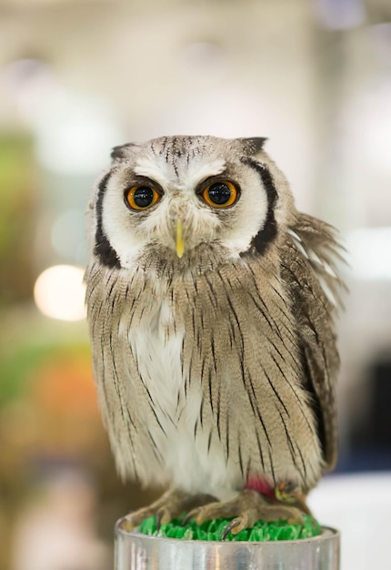 写真 外で座っているオオカミの肖像画