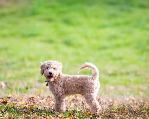写真 公園の緑の芝生に尻尾を上げて立ってカメラを見ているプーションの子犬の肖像画