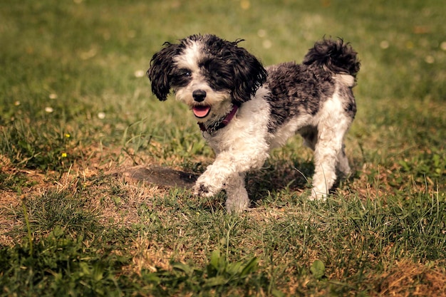 写真 草原を歩く子犬の肖像画