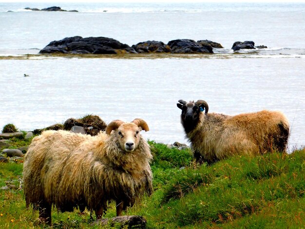 写真 陸上の羊の肖像画