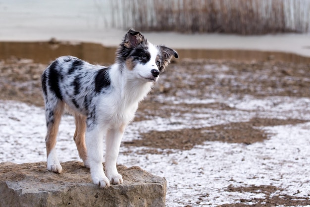 写真 オーストラリアン シェパードの子犬犬の肖像画