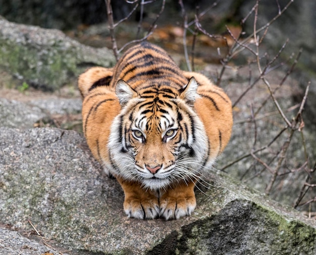 写真 動物園のトラの肖像画