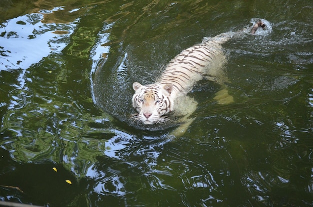 写真 湖で泳ぐトラの肖像画