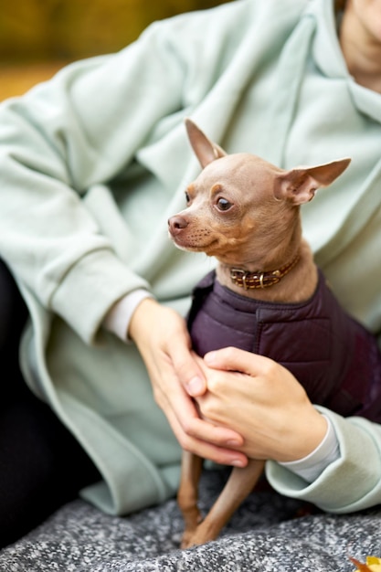 写真 秋の公園のおもちゃ屋の肖像画美しい小型犬の肖像画