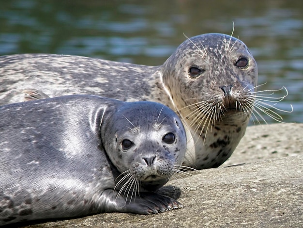 写真 浜辺のカメの肖像画