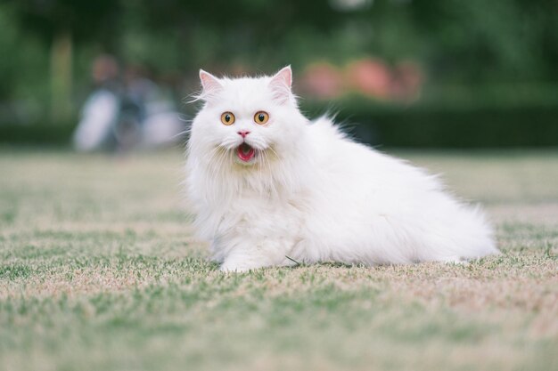 写真 公園の白い猫の肖像画