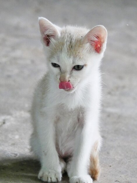 写真 白い猫の肖像画