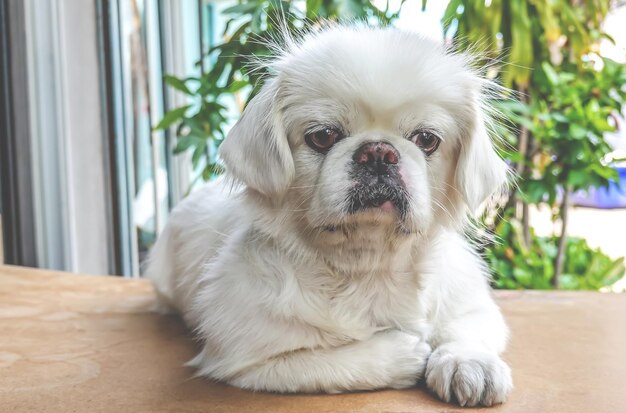 写真 自宅の白い犬の肖像画