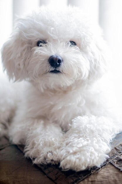 写真 家にある白い犬の肖像画