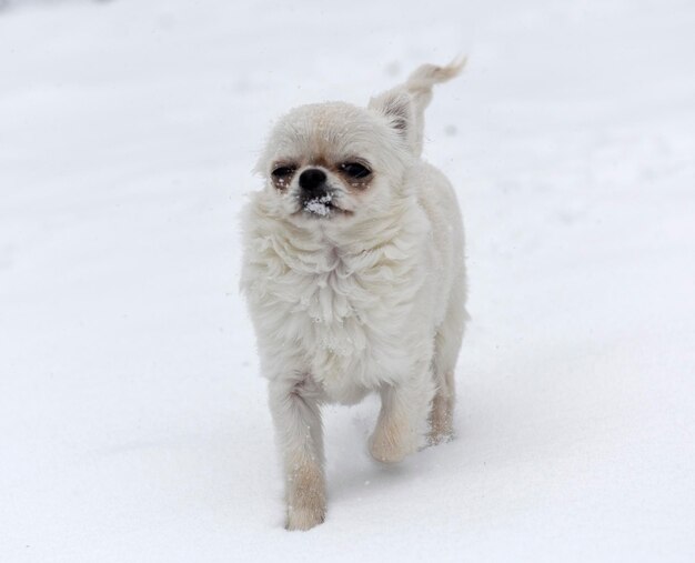 写真 雪の上にある白い犬の肖像画