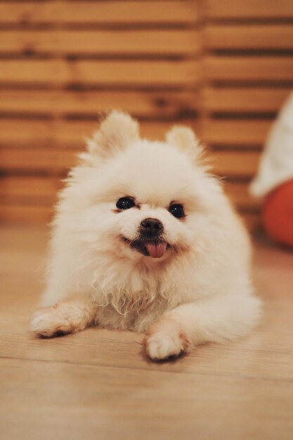 写真 家の床でリラックスしている白い犬の肖像画
