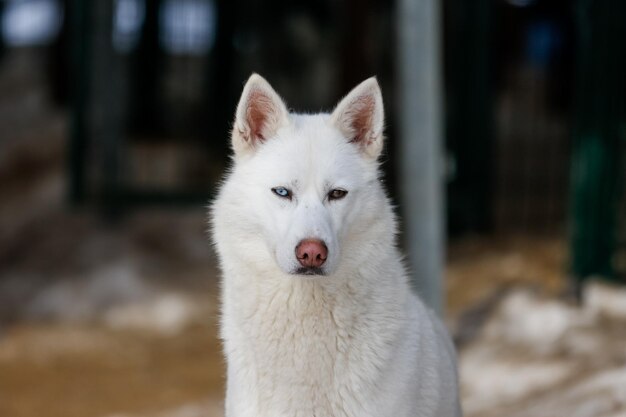 写真 白い犬の肖像画