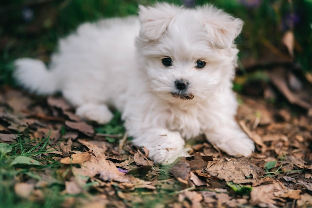 Фото Портрет белого мальтийского щенка щенка играет в поле