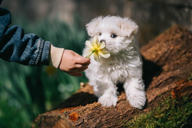 Фото Портрет белого мальтийского щенка белый щенк с желтым нарциссом белый ченк нюхает цветок