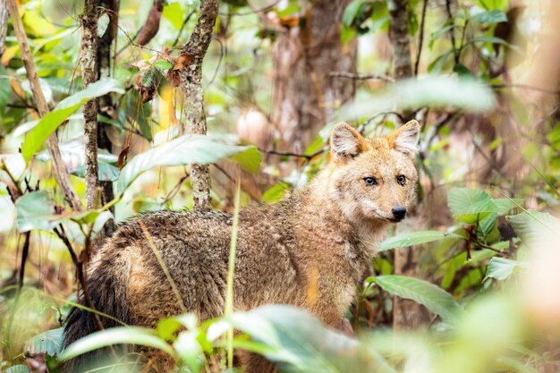 写真 樹木の中に立っているオオカミの肖像画