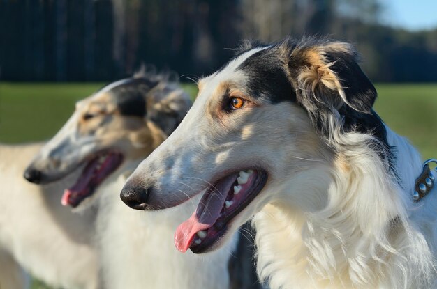 写真 ウルフハウンド犬の肖像画