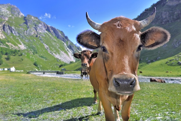 山の牧草地で若い高山の茶色の牛の肖像画