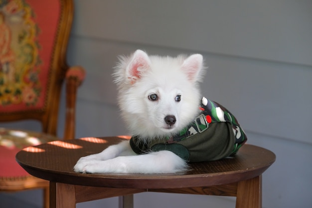 写真 軍服を着て木製のテーブルで寝る若い日本のスピッツ犬の肖像