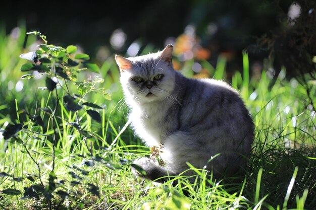 芝生の上の古い猫の肖像画