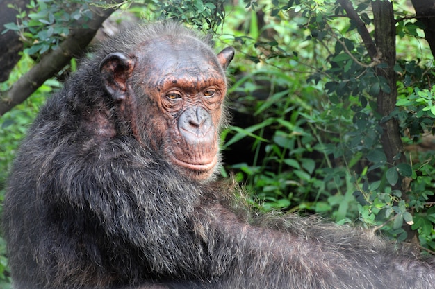 Portrait of a old chimpanzee.