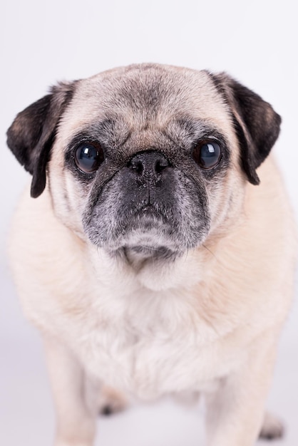 Photo the portrait of old pug dog