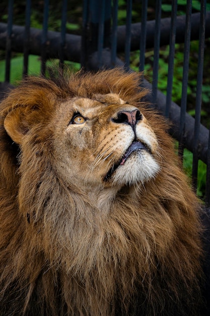 Ritratto di un vecchio leone spaventato da un famoso orgoglio masai mara