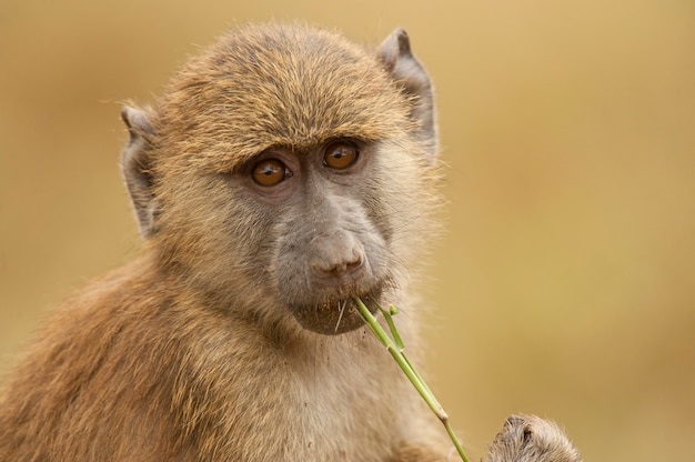 Portrait of an Olive Baboon