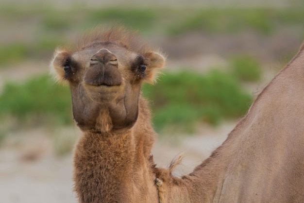 Photo portrait of one brown adult camel