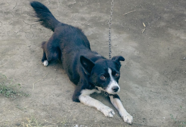 Portrait of one sad dog on a chain lying on all fours on the ground on a summer day closeup view from above