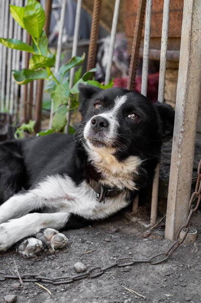 Photo portrait of one sad dog on a chain lying on the ground on a hot sunny summer day closeup side view