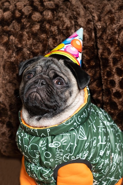 Portrait of a oneyearold funny pug in a cap happy birthday pets and holidays