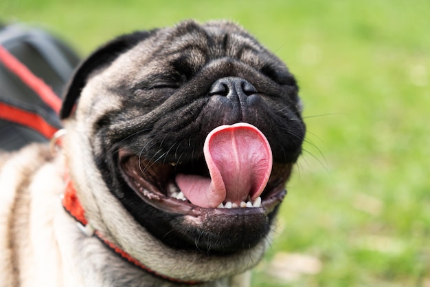 公園の芝生で首輪をして舌を突き出した1歳のパグ犬の散歩行動と犬種の特徴