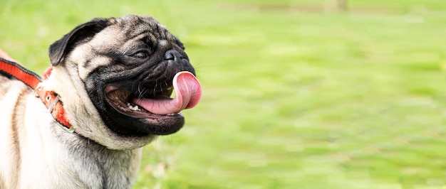 풀밭에 있는 공원에서 목줄을 한 1세 된 퍼그의 초상화가 혀를 내밀었다 개 산책 행동과 품종의 특징