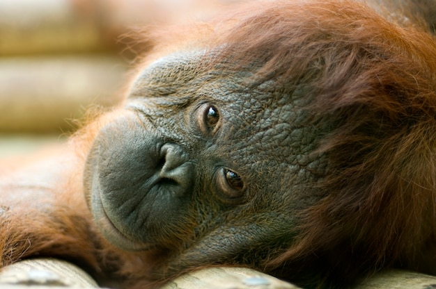 Portrait of an Orang-utan ape lying down