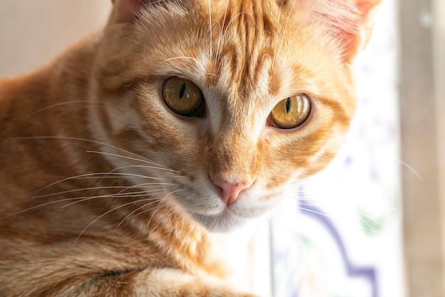 Portrait of an orange cat looking straight ahead This type of cat is usually larger than the others