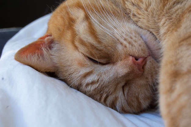 Portrait of orange cat sleeping in a bed