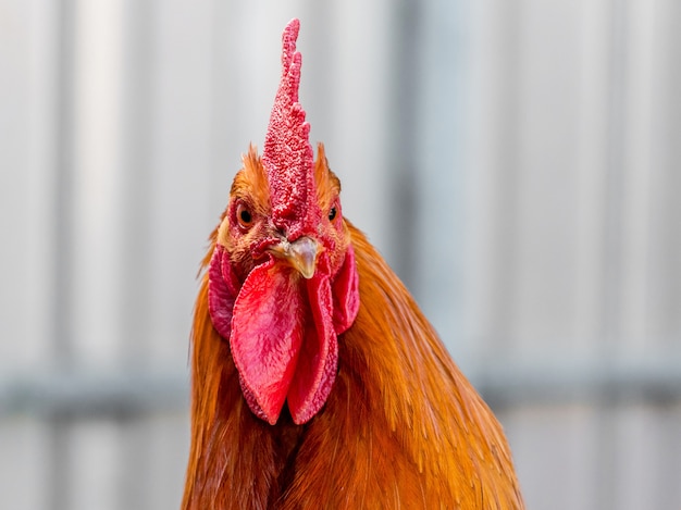 Portrait of an orange cock close-up. Head cock 