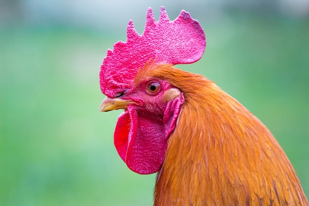 Portrait of an orange cock close up in profile