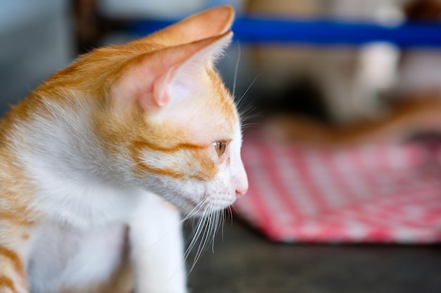 Portrait orange white kitten side face