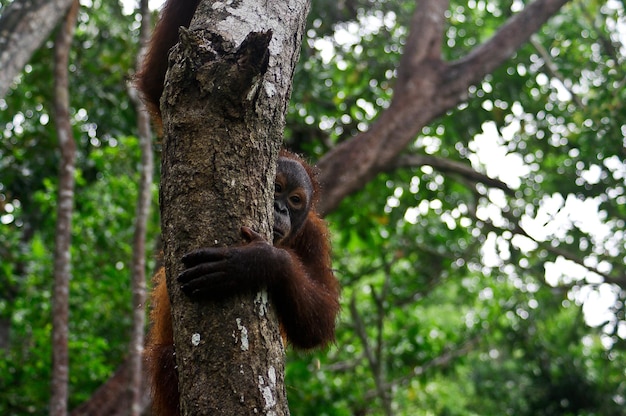 Portrait of orangutan monkey on tree trunk