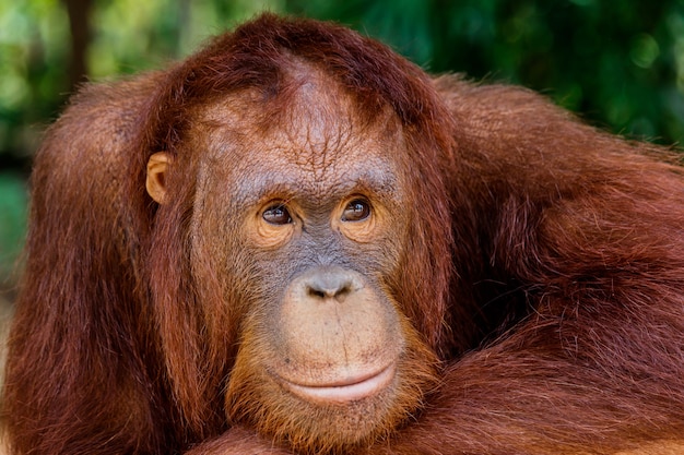 portrait of the orangutan in the zoo in thailand. 