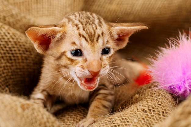 Ritratto di un gatto orientale il concetto di custodia e allevamento di gatti in casa