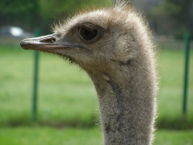 Portrait of an ostrich against the grass background close up