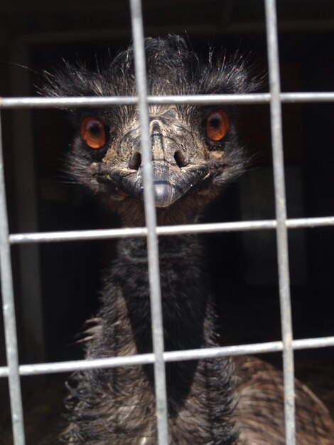 Photo portrait of ostrich in cage