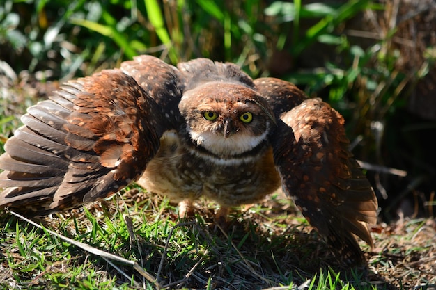 Portrait of owl on field